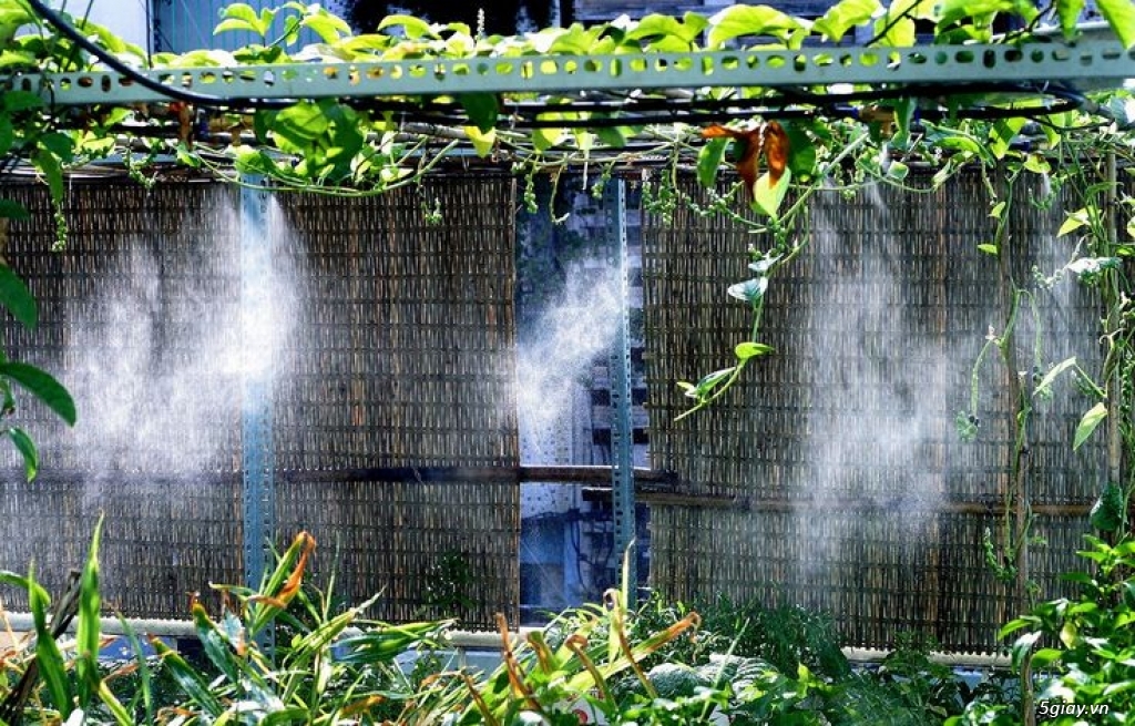 Những lợi ích và lưu ý khi sử dụng béc phun sương