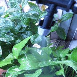 Bộ tưới cây thông minh 15 đầu phun sương xám tưới lan