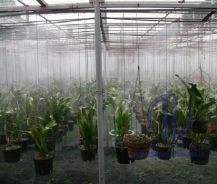 GIẢI PHÁP CHĂM SÓC VƯỜN RAU HIỆU QUẢ VỚI MÁY PHUN SƯƠNG TƯỚI CÂY