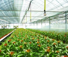 Hệ thống phun sương tưới cây tiêu chuẩn