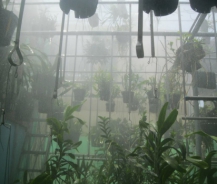 HỆ THỐNG PHUN SƯƠNG TƯỚI LAN – BÍ QUYẾT CHĂM SÓC VƯỜN LAN HIỆU QUẢ