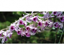 Hướng dẫn cách sử dụng máy phun sương đúng cách