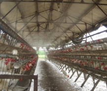 LẮP ĐẶT HỆ THỐNG PHUN SƯƠNG CHO CHĂN NUÔI – CẦN HAY KHÔNG?