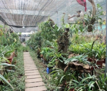 Lợi ích của hệ thống phun sương tưới lan