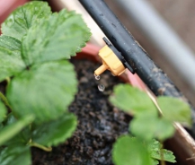 Nên sử dụng béc tưới phun sương hay béc tưới nhỏ giọt?