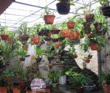 Thông tin hữu ích về máy phun sương tưới lan có thể bạn cần biết